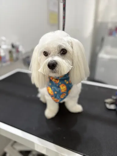 York. Salon strzyżenia psów oraz sklep dla zwierząt.